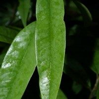 Cotylelobium scabriusculum (Thwaites) Brandis